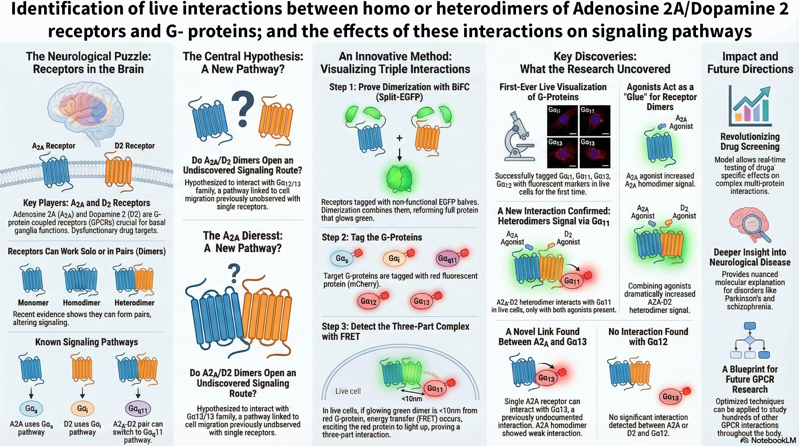 Infographic summarizing A2A/D2 receptor interactions with G-proteins